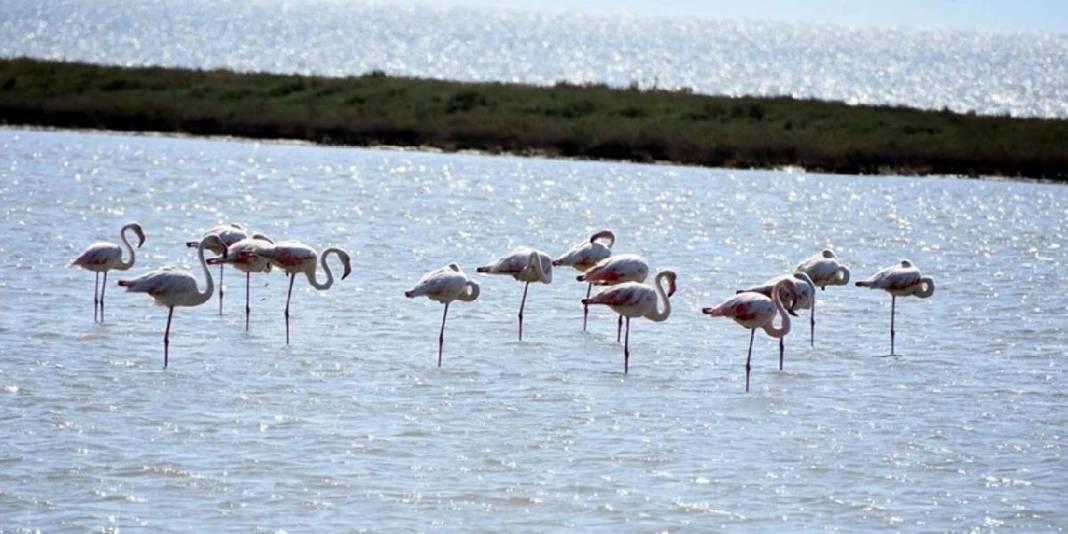 Ege’nin keşfedilmemiş kuş cenneti! Büyük-küçük herkes buraya bayılıyor: Doğası ve gün batımıyla büyülüyor 6